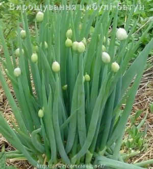 Вирощування цибулі-батун