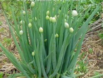 Вирощування цибулі-батун