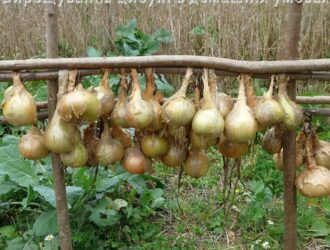 Вирощування цибулі в домашніх умовах