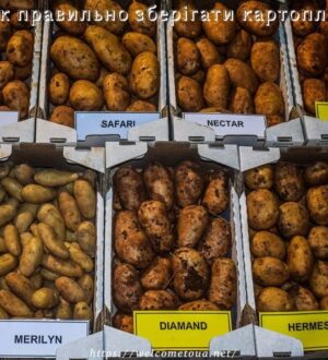 Як правильно зберігати картоплю: секрети зберігання картоплі