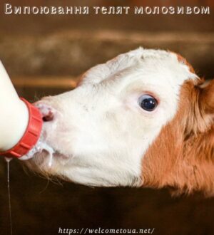 Випоювання телят молозивом
