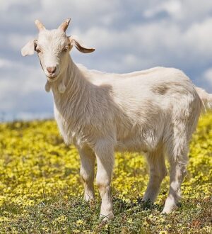 Как использовать навоз в качестве удобрения сада и города