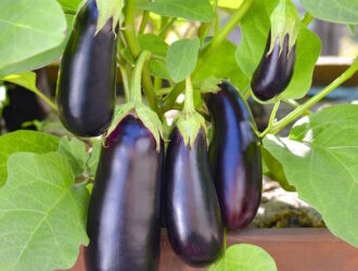 Коли сіяти баклажани на розсаду: важливі терміни та поради по догляду