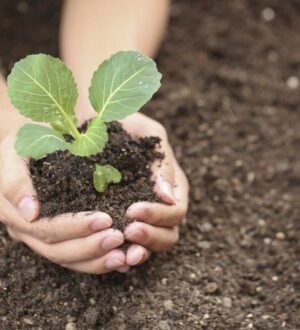 Капуста на рассаду: когда лучше сеять и как получить крепкие саженцы в 2025 году