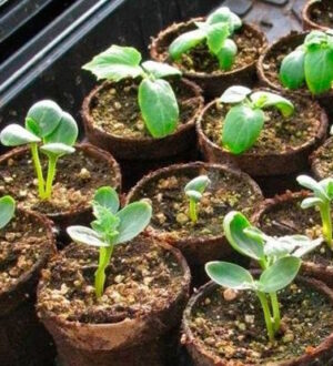 Оптимальний час для посіву кавунів на розсаду: коли і як сіяти для кращих результатів