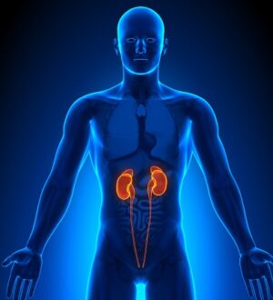 Їжа, яка допомагає ниркам працювати без збоїв