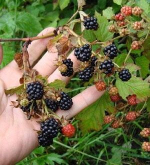Почему ежевика сохнет вместе с ягодами и как с этим бороться