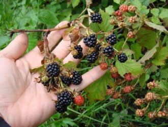 Чому ожина сохне разом з ягодами і як з цим боротися