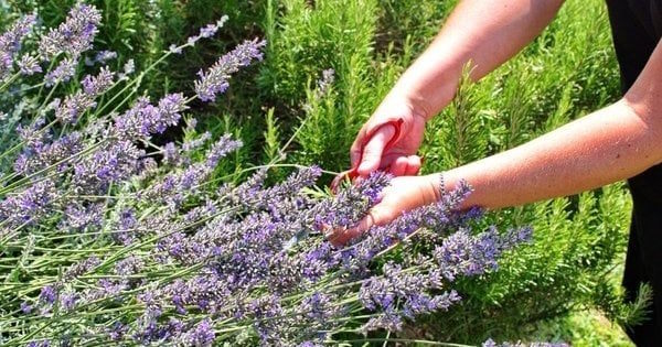 Як обрізати лаванду і коли