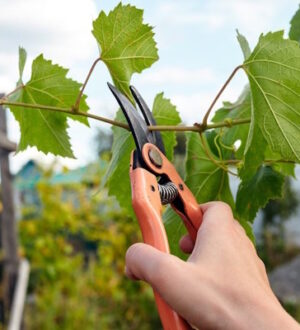 Як правильно обрізати виноград: чи можна обрізати виноград влітку і як це зробити без шкоди для куща