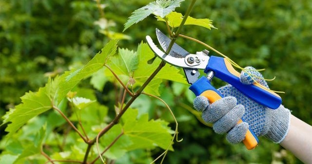 Як правильно обрізати виноград влітку