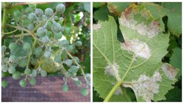 Основные болезни винограда и как с ними бороться