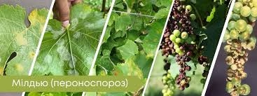 Основні хвороби виноград - пероноспороз