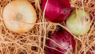 Як зберігати цибулю після викопування: поради для збереження врожаю