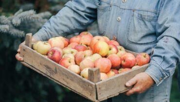 Як зберігати яблука на зиму: найкращі способи та поради