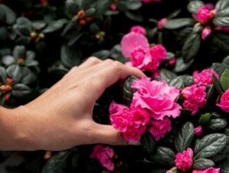 Как подготовить к зиме рододендрон: советы для здорового цветения