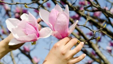 Як підготувати до зими магнолію: поради по захисту та догляду