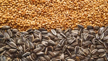 Приборы для измерения влажности масличных культур: применение, особенности