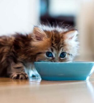 Годування кошенят: чому перші місяці життя визначають майбутній раціон