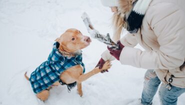 Підготовка домашніх тварин до зими та холодів: поради турботливим господарям