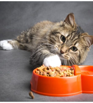 Чому котам важливий збалансований раціон з натуральними інгредієнтами