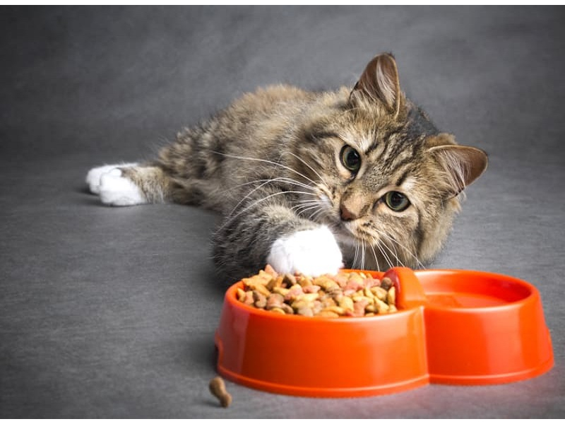 корм для котів