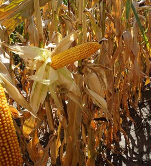 Кукурудза для здоров’я: як зерна впливають на ваш організм