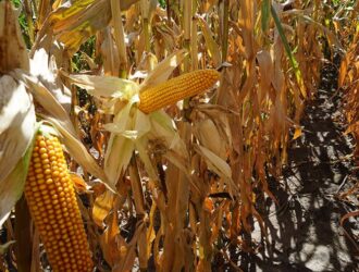 Кукурудза для здоров’я: як зерна впливають на ваш організм