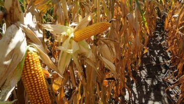 Кукурудза для здоров’я: як зерна впливають на ваш організм