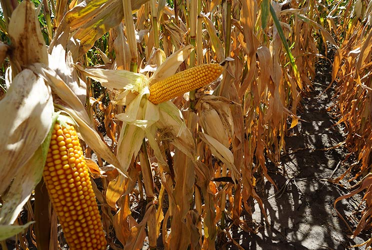 зерна кукурудзи