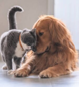 Как определить симптомы аллергии у детей и взрослых на животных?