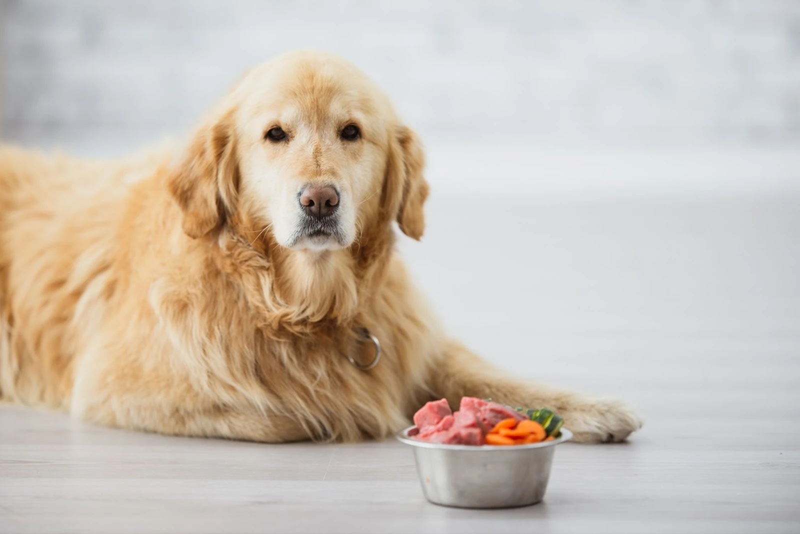 холістик-корм для собаки