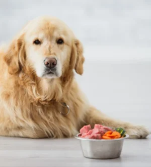 Як обрати холістик-корм для собаки