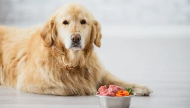 Як обрати холістик-корм для собаки