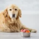 Як обрати холістик-корм для собаки