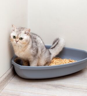 Як привчити кошеня до туалету: поради власникам