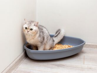 Як привчити кошеня до туалету: поради власникам