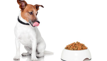 Лучший зоомагазин в Украине: как выбрать качественные товары для питомцев