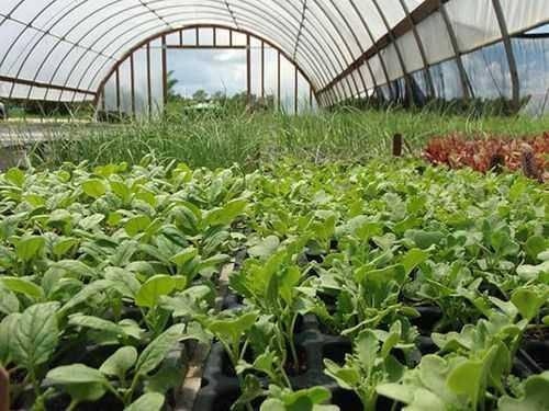 Догляд за редисом у теплиці