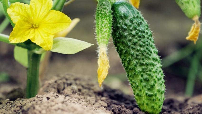 Когда сажать огурцы в теплице