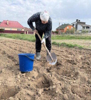 Когда сажать картофель в 2026 году: точные сроки и советы для щедрого урожая