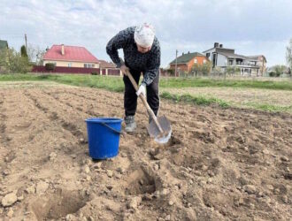 Коли саджати картоплю в 2026 році: точні строки та поради для щедрого врожаю