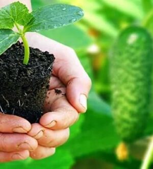 Коли саджати огірки у відкритий ґрунт у 2026 році: точні строки, поради та секрети врожаю