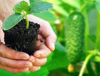 Коли саджати огірки у відкритий ґрунт у 2026 році: точні строки, поради та секрети врожаю