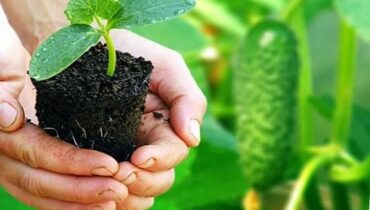 Коли саджати огірки у відкритий ґрунт у 2026 році: точні строки, поради та секрети врожаю