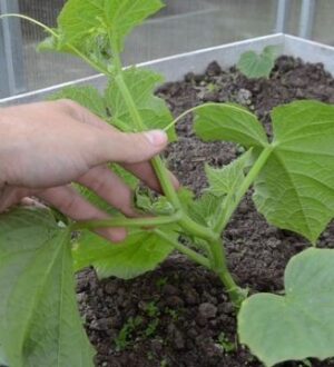 Когда сажать огурцы в теплице в 2026 году: точные сроки и секреты раннего урожая