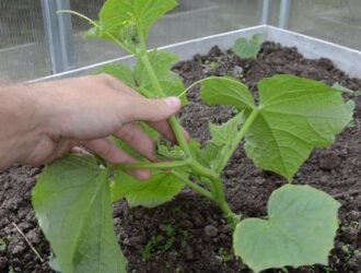 Коли саджати огірки в теплиці у 2026 році: точні строки та секрети раннього врожаю