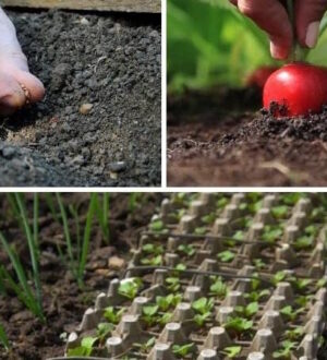 Коли саджати редис у теплиці в 2026 році: точні строки та секрети раннього врожаю