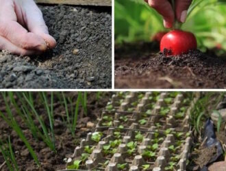 Когда сажать редис в теплице в 2026 году: точные сроки и секреты раннего урожая