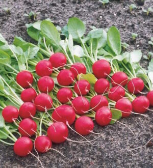 Когда сажать редис в открытый грунт: точные сроки и секреты раннего урожая